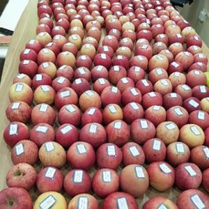 Heavy Rainfall Crisis: हर्सिल वैली में Apple Harvest ठप, Farmers को भारी नुकसान