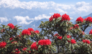 उत्तराखंड में बुरांश का समय से पहले खिलना, जलवायु परिवर्तन का संकेत