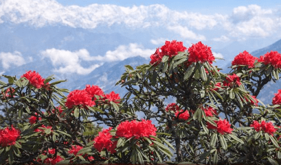 उत्तराखंड में बुरांश का समय से पहले खिलना, जलवायु परिवर्तन का संकेत